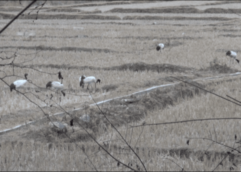 Black-necked crane numbers decline in Bumdeling, Trashi Yangtse